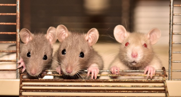 Threat actors distribute RATs via fake Skype, Google Meet, and Zoom websites