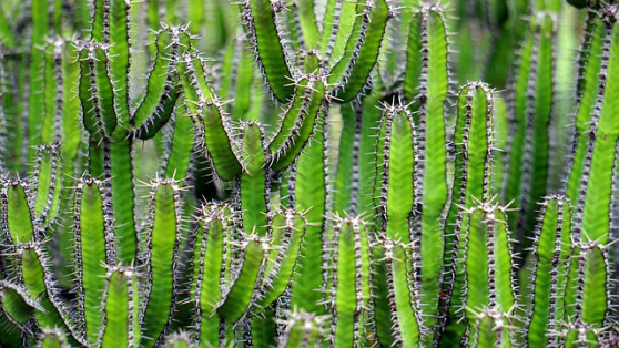 Energy Giant Schneider Electric Hit by Cactus Ransomware Attack