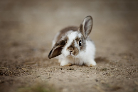 New BunnyLoader malware helps to steal credentials, crypto coins